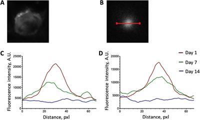 Enhancing glioma treatment with 3D scaffolds laden with upconversion nanoparticles and temozolomide in orthotopic mouse model